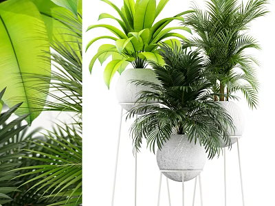 Lush Green Potted Plants With White Pots And Metal Stand For Indoor Decor 3d model