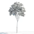 Tall Arbor With Lush Green Leaves Straight Trunk And White Clouds Under Blue Sky