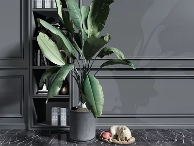 Indoor Large Leaf Plant In Gray Pot With Bookshelf And Marble Floor 3d model