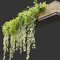 Hanging Basket Green Plants With Trailing Vines And White Flowers For Home Decor