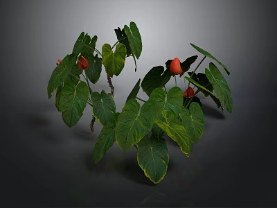 Green Leafy Plants With Large Green Leaves And Red Flowers On Dark Background 3d model