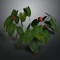 Green Leafy Plants With Large Green Leaves And Red Flowers On Dark Background
