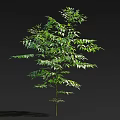 Lush Green Tree With Dense Leaves Slender Trunk And Shadow On Black Background 3d model
