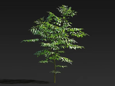 Lush Green Tree With Dense Leaves Slender Trunk And Shadow On Black Background 3d model