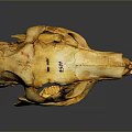 Detailed Animal Skull With Natural Brownish Texture On Dark Reflective Surface