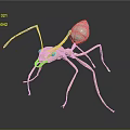 3D Model Light Pink Ant With Transparent Abdomen Long Slender Legs Antennae On Dark Background