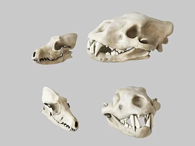 Public Museum Facility Displaying Four Animal Skulls in Natural History Exhibit 3d model