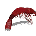 Red Aquatic Shrimp With Long Antennae And Detailed Body Structure