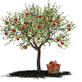 Apple Tree with Ripe Red Apples Fruit Basket Underneath Green Grass and Blue Sky