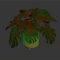 Monstera Plant With Large Green Leaves In Orange Decorative Ceramic Pot