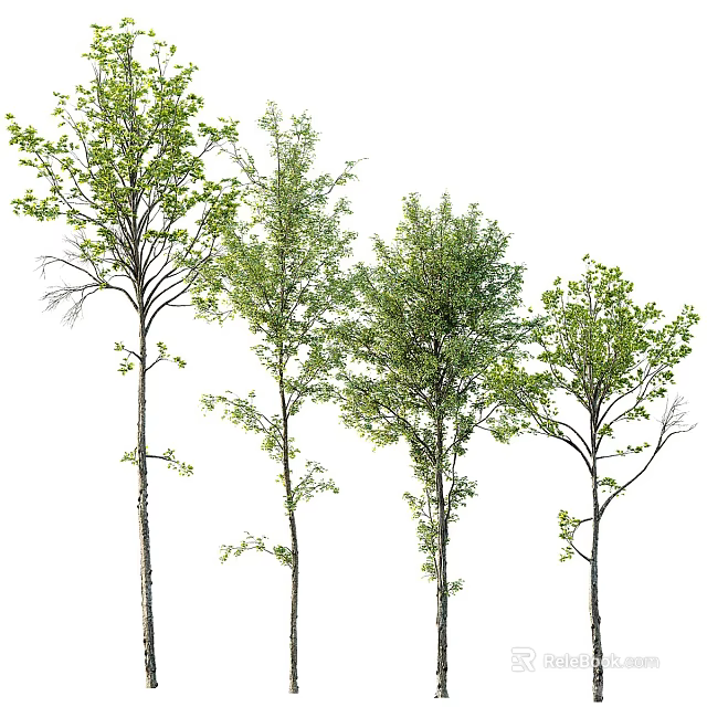 Four Tall Trees With Lush Green Leaves And Slender Trunks 3d model 
