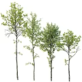 Four Tall Trees With Lush Green Leaves And Slender Trunks