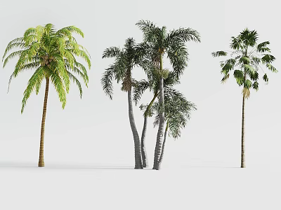 Tree Planter with Various Palm Trees and Green Foliage for Outdoor Landscape 3d model