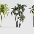 Tree Planter with Various Palm Trees and Green Foliage for Outdoor Landscape