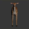 Realistic Spotted Brown Fawn Standing Isolated On Dark Background With Reflection 3d model
