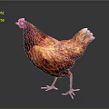 Vibrant Red And Orange Chicken Standing With Shiny Plumage On Plain Gray Background