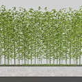 Lush Green Bamboo Plants With Fresh Leaves Creating Natural Garden Screen