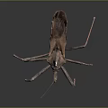 Brown insect with leaf like texture and long slender legs on dark background with reflection 3d model