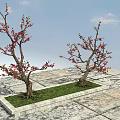 Two Arbor Trees With Pink Blossoms In Square Grassy Area On Stone Paved Ground