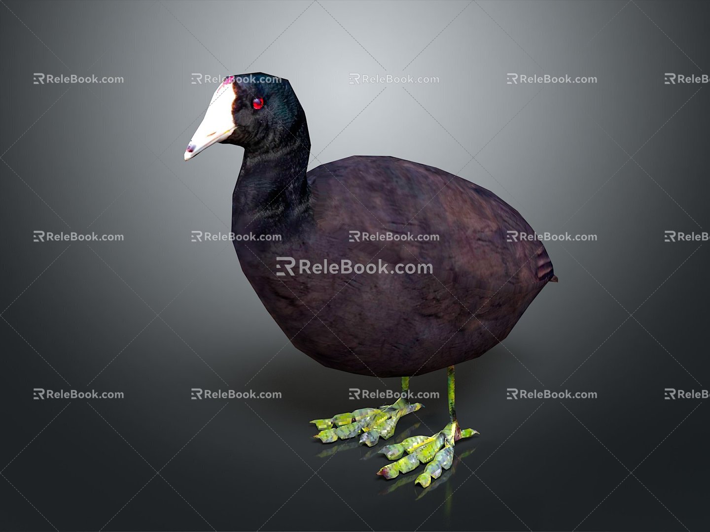 White bone top fool black duck kut bone top chicken bird bird bird bird game animal 3d model