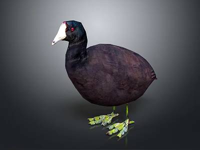 Black Coot Water Bird With Red Eyes White Beak And Green Webbed Feet Standing Isolated 3d model