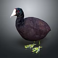 White bone top fool black duck kut bone top chicken bird game animal 3d model