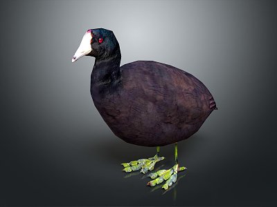 White bone top fool black duck kut bone top chicken bird game animal 3d model