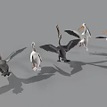 Pelicans In Various Postures Standing And Spreading Wings With White Gray Plumage