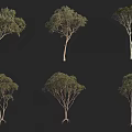 Various Arbor Tree Varieties Displaying Different Canopy Shapes and Unique Trunk Structures 3d model