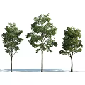 Arbor Trees In A Row With Various Sizes And Lush Green Foliage 3d model