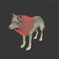 Realistic Detailed 3D Wolf Model Standing On Gray Background With Reflection 3d model