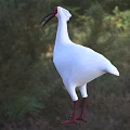 White Bird With Red Head Long Curved Black Beak Red Legs Standing On Grassy Field