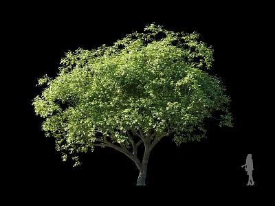 Lush Green Arbor With Dense Foliage And Thick Trunk In Black Background With Small Figure 3d model