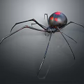 Black Widow Spider With Black Body Red Markings On Abdomen And Long Thin Legs