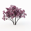 Lush Blooming Arbor Trees With Vibrant Purple Flowers And Dark Trunks