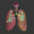 Human Thoracic Organs 3D Anatomical Model Showing Lungs And Trachea Structure 3d model