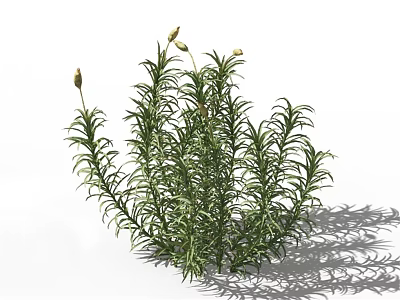 Lush Green Herbal Plant With Slender Leaves And Yellow Top Buds 3d model