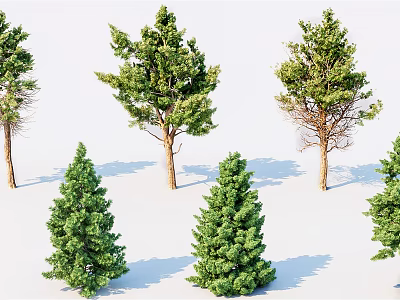 Various Green Leafy Trees with Different Heights and Shadows on White Background 3d model