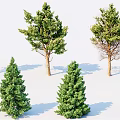 Various Green Leafy Trees with Different Heights and Shadows on White Background 3d model