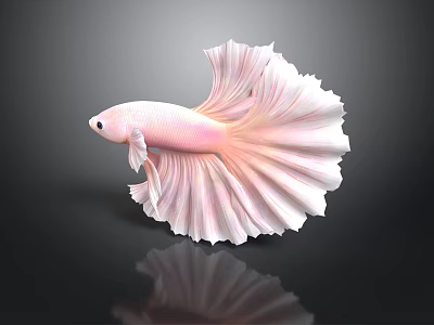 Pink Betta Fish With Large Fins White Edges And Reflection On Dark Background 3d model