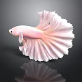 Pink Betta Fish With Large Fins White Edges And Reflection On Dark Background