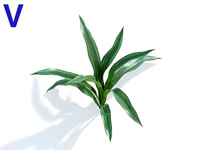 Lush Indoor Potted Plant With Long Green Shiny Leaves For Home Decoration 3d model