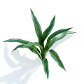 Lush Indoor Potted Plant With Long Green Shiny Leaves For Home Decoration
