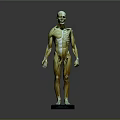 Detailed Human Anatomical Head Model Showing Skull Facial Muscles And Bone Structure
