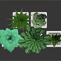 Various Green Succulent Plants in White Square Pots for Indoor Decor