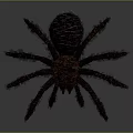 Black Hairy Spider With Long Legs And Detailed Furry Body On Dark Background