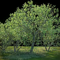 Lush Green Leafy Trees With Thick Trunks Growing On Grassy Lawn Under Sunlight 3d model