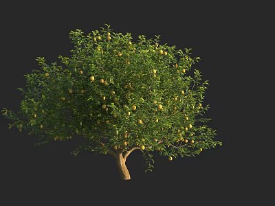 Tall Arbor With Lush Green Leaves And Ripe Fruits On Dark Background 3d model
