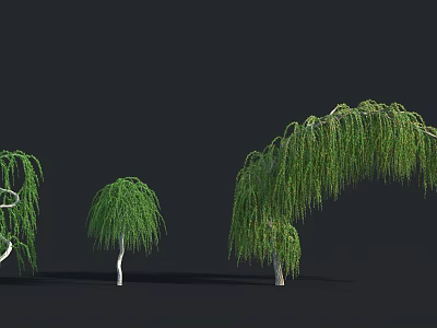 Green Willow Trees With Lush Hanging Branches And Different Sizes 3d model
