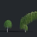 Green Willow Trees With Lush Hanging Branches And Different Sizes 3d model
